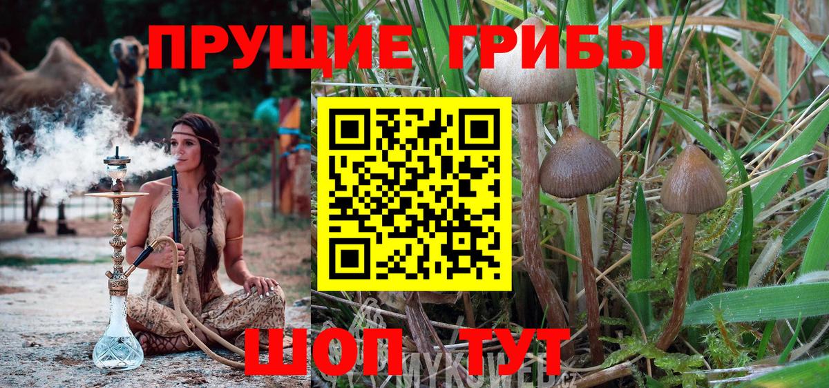 Галлюциногенные грибы Psilocybe  Вход с VPN  Псилоцибиновые грибы Magic Shrooms  Владикавказ 